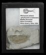 Rare Devonian Phyllocarid (Rhinocaris) - Ohio (Special Price) #44381-1